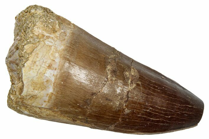 Fossil Prognathodontid Mosasaur Tooth - Feeding Worn Tip #345142